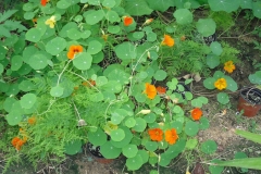 Indian-cress-plant