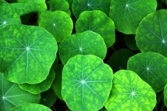 Leaves-of--Indian-Cress