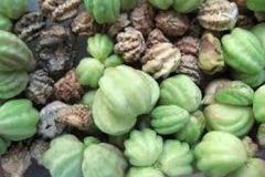 Mature-fruits-of--Indian-Cress