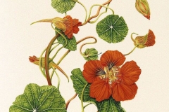 Plant-Illustration-of-Indian-cress
