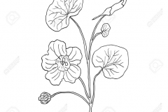 Sketch-of-Indian-cress