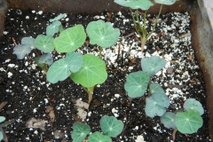 Small-Indian-cress--plant