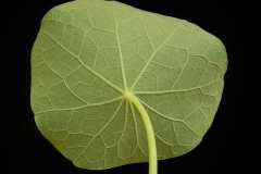Underside-of-leaf-of-Indian-cress