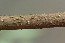 Lenticels-of-Indian-devil-tree