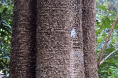 Bark-of-Indian-devil-tree