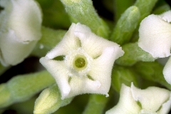 Closer-view-of-flower-of-Indian-devil-tree