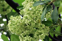Flower-of-Indian-devil-tree