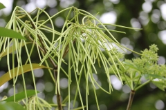 Fruits-of-Indian-devil-tree