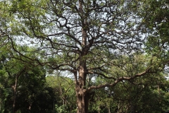 Indian-devil-tree