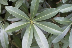Leaves-of-Indian-devil-tree