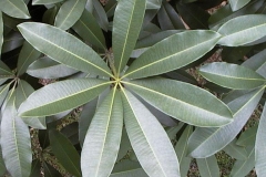 Leaves-of-Indian-devil-tree