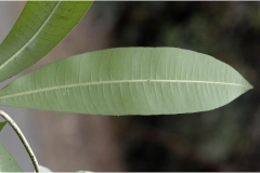 Lower-side-view-of-Indian-devil-tree-leaf
