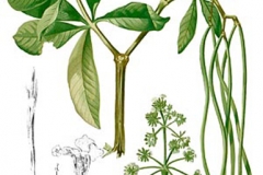 Plant-illustration-of-Indian-devil-tree