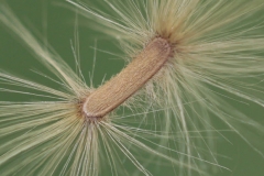 Seed-of-Indian-devil-tree