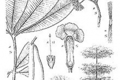 Sketch-of-Indian-devil-tree
