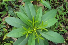 Small-Indian-devil-tree
