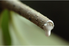 White-sap-of-Indian-devil-tree