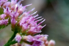 Closer-view-of-flowers-of-Indian-fleabane