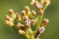 Flowering-buds-of-Indian-fleabane