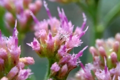 Flowers-of-Indian-fleabane
