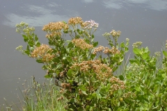 Indian-fleabane-plant-growing-wild