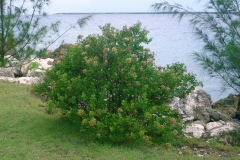 Indian-fleabane-plant