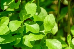 Leaves-of-Indian-fleabane