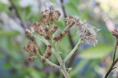 Mature-seedhead-or-fruits-of-Indian-fleabane