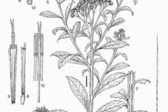 Plant-Illustration-of-Indian-fleabane