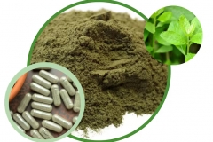 Powder-of-Indian-fleabane