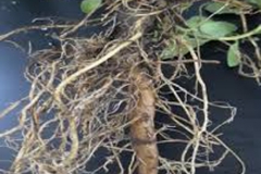 Roots-of-Indian-fleabane