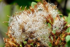 Seeds-of-Indian-fleabane