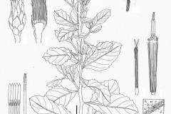Sketch-of-Indian-fleabane
