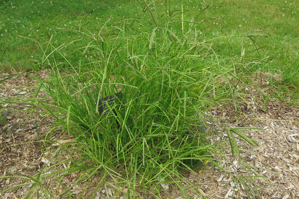 Indian-Goosegrass-plant