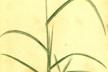 Illustration-of-Indian-Goosegrass