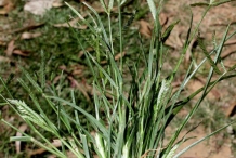 Indian-Goosegrass-full-plant