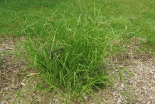 Indian-Goosegrass-plant