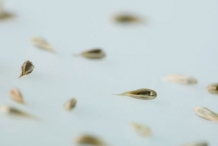 Indian-Goosegrass-seeds