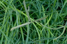 Leaves-of-Indian-Goosegrass