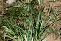 Indian-Goosegrass-full-plant