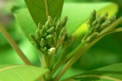 Flower-buds-of-Indian-Hemp