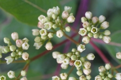 Indian-Hemp-flowers