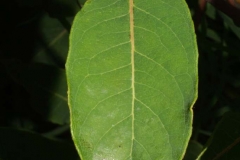 Indian-Hemp-leaf