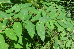 Indian-Hemp-leaves
