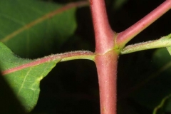 Indian-Hemp-stem