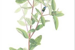 Plant-illustration-of-Indian-Hemp