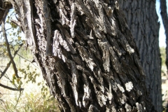 Bark-of-Indian-jujube-tree