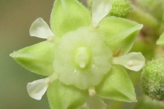 Closer-view-of-flower-of-Indian-Jujube