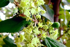 Flowers-of-Indian-jujube