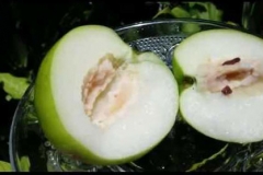 Half-cut-fruit-of-Indian-Jujube